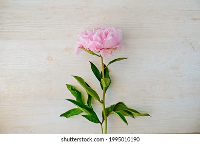 Studio Shot Of A Single Beautiful Peony Flower Over White Background With A Lot Of Copy Space For Text. Feminine Floral Composition. Close Up, Top View, Backdrop, Flat Lay.