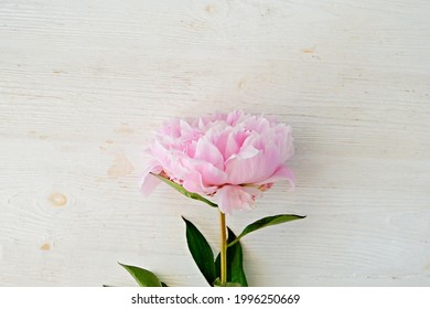 Studio Shot Of A Single Beautiful Peony Flower Over White Background With A Lot Of Copy Space For Text. Feminine Floral Composition. Close Up, Top View, Backdrop, Flat Lay.