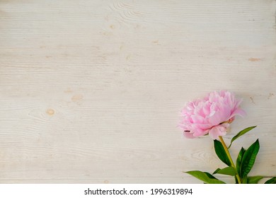 Studio Shot Of A Single Beautiful Peony Flower Over White Background With A Lot Of Copy Space For Text. Feminine Floral Composition. Close Up, Top View, Backdrop, Flat Lay.