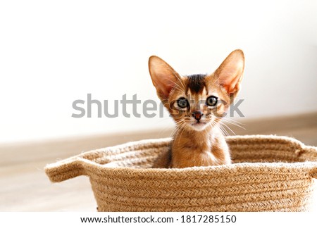 Studio shot of small cute abyssinian kitten sitting in the basket at home, white wall background. Young beautiful purebred short haired kitty. Close up, copy space.