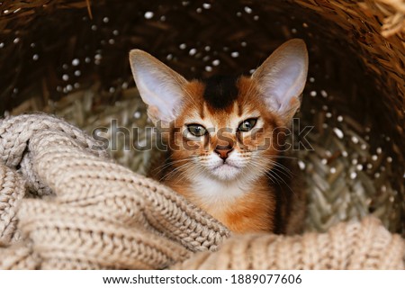 Studio shot of small cute abyssinian kitten hiding inside the basket at home. Young beautiful purebred short haired kitty sitting alone. Close up, copy space for text, background.