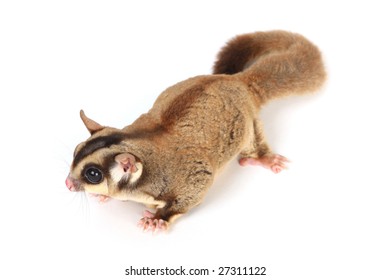 Australian Sugar Glider High Res Stock Images Shutterstock