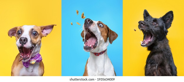 studio shot of three shelter dogs on an isolated background
