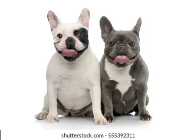 Studio shot of two adorable French bulldog sitting on white background.