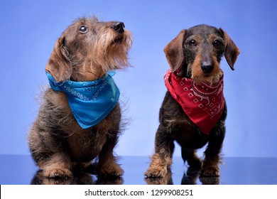 Studio shot of two adorable wire haired dachshund - isolated on blue background.