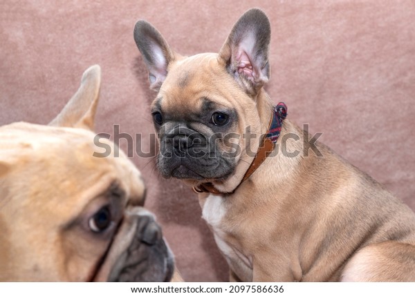 A\
studio shot of two French Bulldogs, two-year old Reggie laid down,\
overlooked by his four-month old half-sister\
Ronnie.