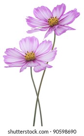 Studio Shot of Violet Colored Cosmos Flowers Isolated on White Background. Large Depth of Field (DOF). Macro.