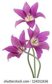 Studio Shot Of Violet Colored Tulip Flowers Isolated On White Background. Large Depth Of Field (DOF). Macro. National Flower Of The Netherlands, Turkey And Hungary.