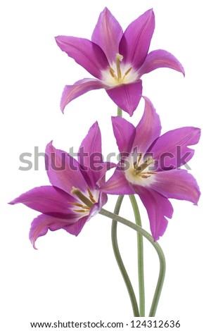 Similar – Image, Stock Photo Cutout tulip macro