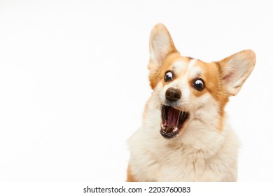 Studio shot of Welsh corgi Pembroke catching a treat. The dog is isolated on a white background. Funny dog face.