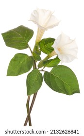 Studio Shot of White Colored Datura Flowers Isolated on White Background. Large Depth of Field (DOF). Macro. Close-up.