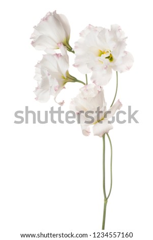 Studio Shot of White Colored Eustoma Flowers Isolated on White Background. Large Depth of Field (DOF). Macro.