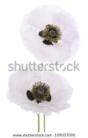 Studio Shot of White Colored Poppy Flowers Isolated on White Background. Large Depth of Field (DOF). Macro. Symbol of Sleep, Oblivion and Imagination.