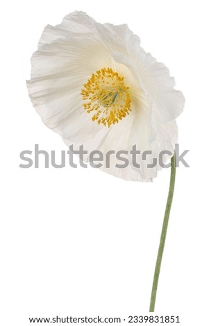 Studio Shot of White Colored Poppy Flower Isolated on White Background. Large Depth of Field (DOF). Macro. Close-up.