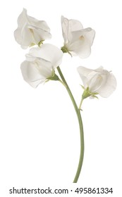 Studio Shot of White Colored Sweet Pea Flowers Isolated on White Background. Large Depth of Field (DOF). Macro.