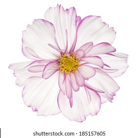 Studio Shot of White and Magenta Colored Cosmos Flower Isolated on White Background. Large Depth of Field (DOF). Macro. - Powered by Shutterstock