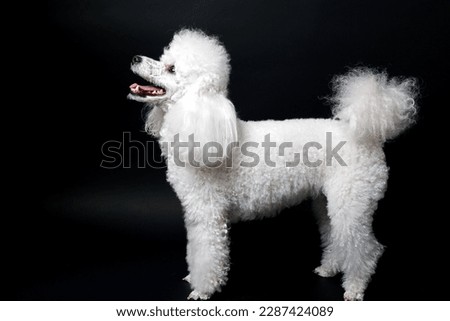 Studio shot of a white mini poodle on black background