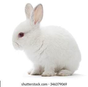 Studio Shot Of A White Rabbit Isolated On White Background.   