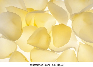 Studio Shot of Yellow Colored Rose Petals  Background. Macro. Symbol of Jealosy and Friendship.