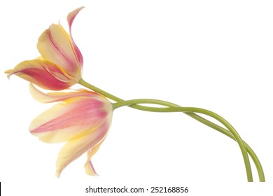 Studio Shot Of Yellow And Pink Colored Tulip Flowers Isolated On White Background. Large Depth Of Field (DOF). Macro. National Flower Of The Netherlands, Turkey And Hungary.