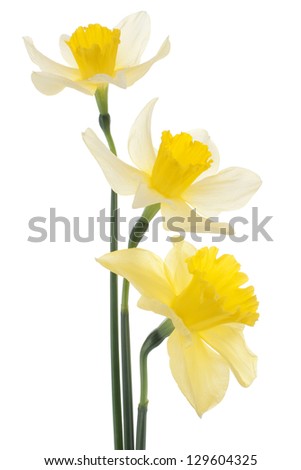 Studio Shot of Yellow and WhiteColored Daffodil Flowers Isolated on White Background. Large Depth of Field (DOF). Macro. Symbol of Self-love and Respect.