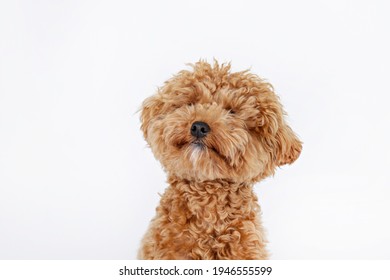 Studio shot of young adorable maltipoo pup isolated on white background. A hybrid between the maltese dog and miniature poodle with a long low shedding wavy hair. Close up, copy space.