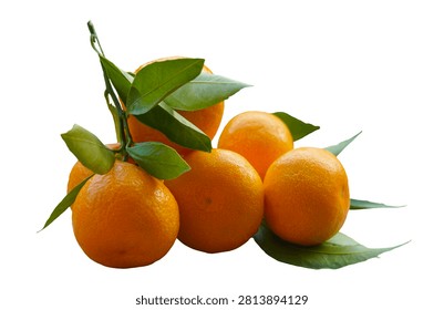 A studio side-angle shot of a small heap of ripe, vibrant orange mandarin tangerines with fresh green leaves and twigs, completely isolated on a clean white background.