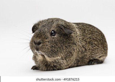 14,792 Guinea Pig White Background Images, Stock Photos & Vectors ...