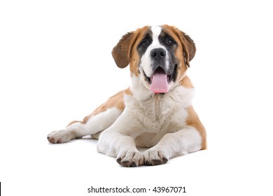 A studio view of a large, brown and white St. Bernard dog isolated on a white background