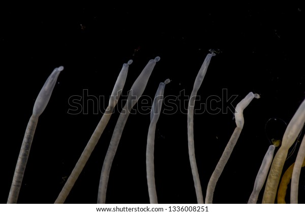 The study of Acanthocephala is a phylum of\
parasitic worms known as acanthocephalans, thorny-headed worms or\
spiny-headed worms in\
laboratory.