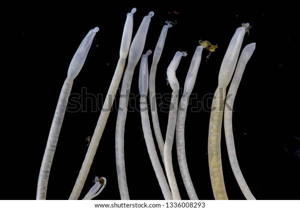 The study of Acanthocephala is a phylum of\
parasitic worms known as acanthocephalans, thorny-headed worms or\
spiny-headed worms in\
laboratory.