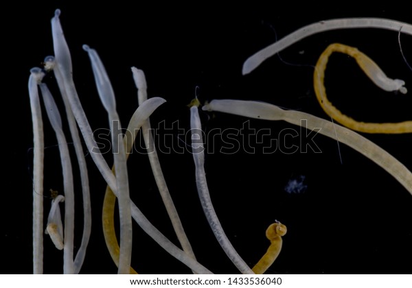 The study of Acanthocephala is a phylum of\
parasitic worms known as acanthocephalans, thorny-headed worms or\
spiny-headed worms in\
laboratory.\
