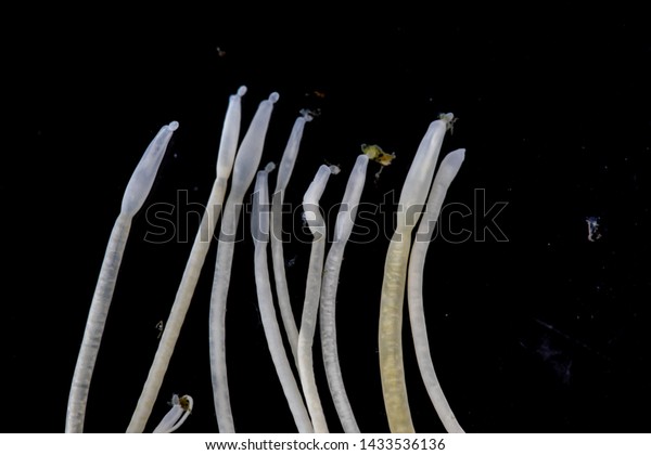 The study of Acanthocephala is a phylum of\
parasitic worms known as acanthocephalans, thorny-headed worms or\
spiny-headed worms in\
laboratory.\

