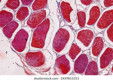 Study of basic animal tissue under a microscope in a laboratory.