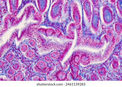 Study of basic animal tissue under a microscope in a laboratory.
