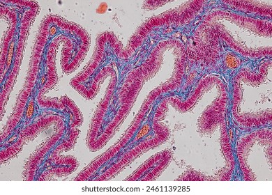 Study of basic animal tissue under a microscope in a laboratory.