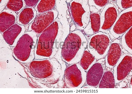 Study of basic animal tissue under a microscope in a laboratory.