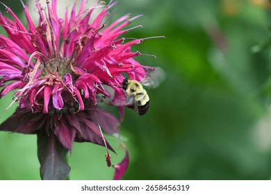 A Study of Bumble Bees on Bee Balm Flowers and Motherwort