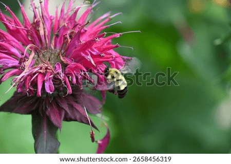 A Study of Bumble Bees on Bee Balm Flowers and Motherwort