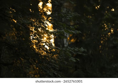 A Study in Contrasts - Sunlight Piercing Through Leaves. . 
