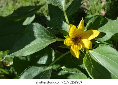 A study of flowers during Spring. 