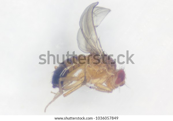 Study genetic of Drosophila melanogaster\
(fruit fly, vinegar fly) for education in laboratory. (soft focus\
under the Stereo\
microscope)