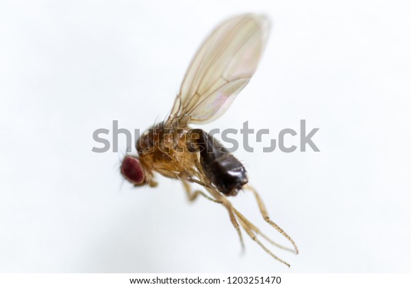 Study genetic of Drosophila\
melanogaster (fruit fly, vinegar fly) for education in\
laboratory.\
