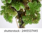 Study of green floating Azolla Pinnata, A kind of aquatic fern which floats on the surface of water and turns red in Laboratory.