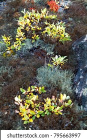 Study Greenland Ice Cap Vegetation Mats Stock Photo 795663997 ...