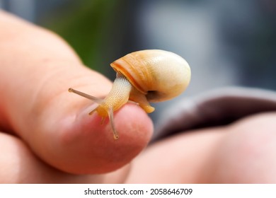 Study of nature and the environment. Small snail on a child's hand - Powered by Shutterstock