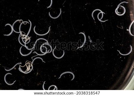 The study parasite or worms is a freshwater fish parasite in laboratory for education.
