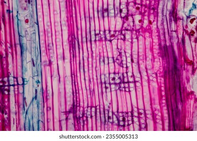 The study of plant tissues under the microscope in the laboratory.