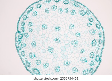 The study of plant tissues under the microscope in the laboratory.