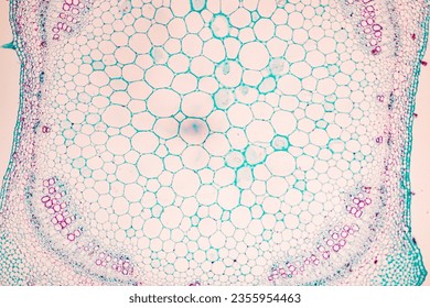 The study of plant tissues under the microscope in the laboratory.